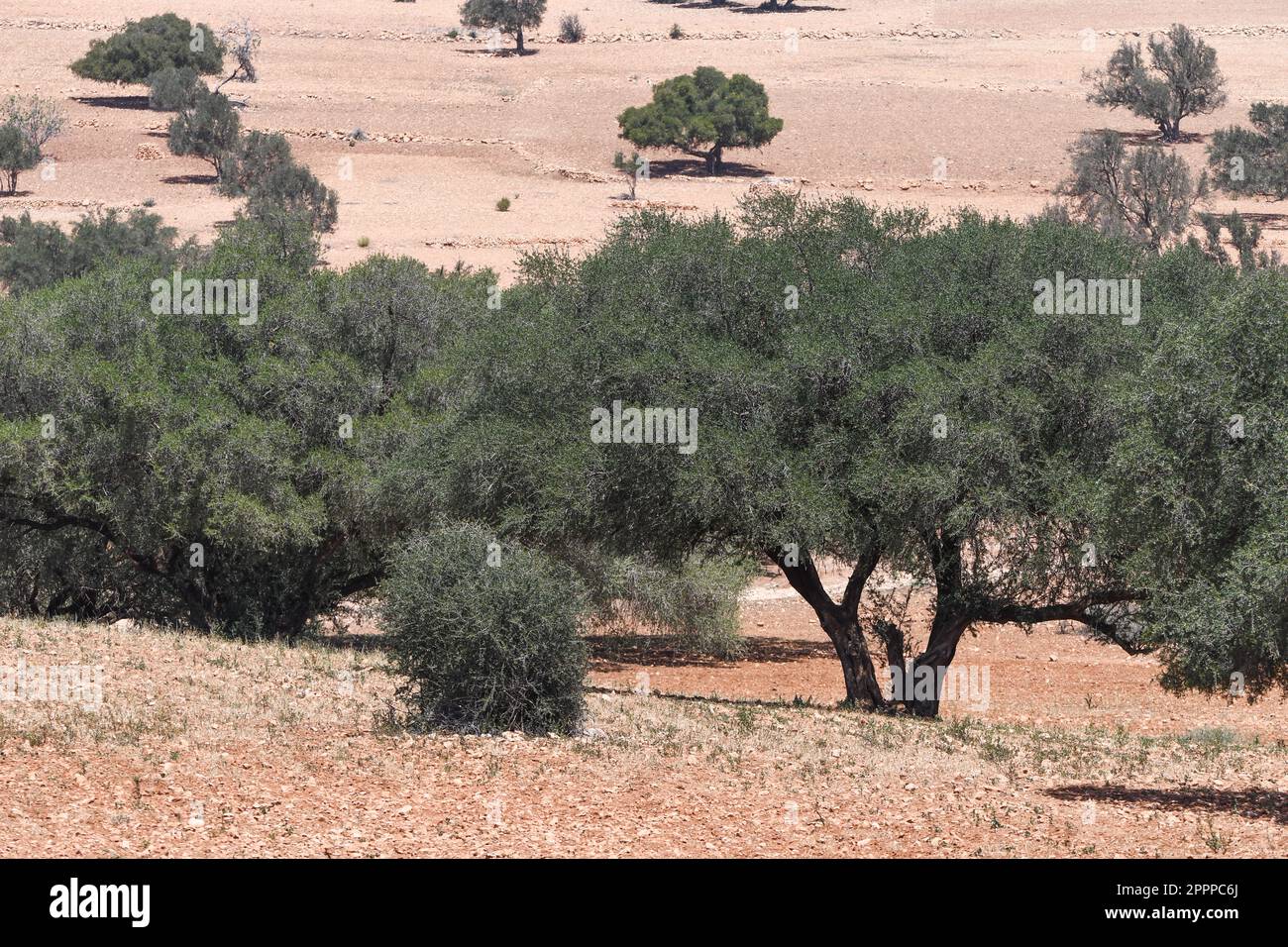 Argan tree plantation hires stock photography and images Alamy