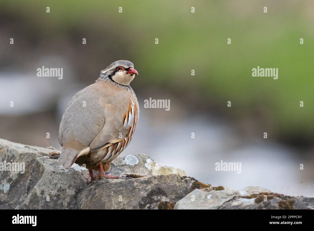 Red-legged partridge - alectoris rufa - standing on dry stone wall - Yorkshire Dales, England, UK Stock Photo