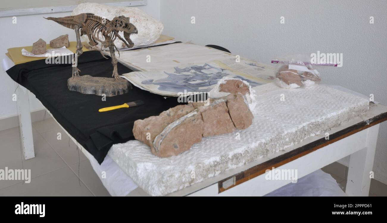 City: Marilia, São Paulo, Brazil - 27 October 2022: Small replica of a Dinosaur in the laboratory at the Museum of Paleontology in the city of Maríli Stock Photo