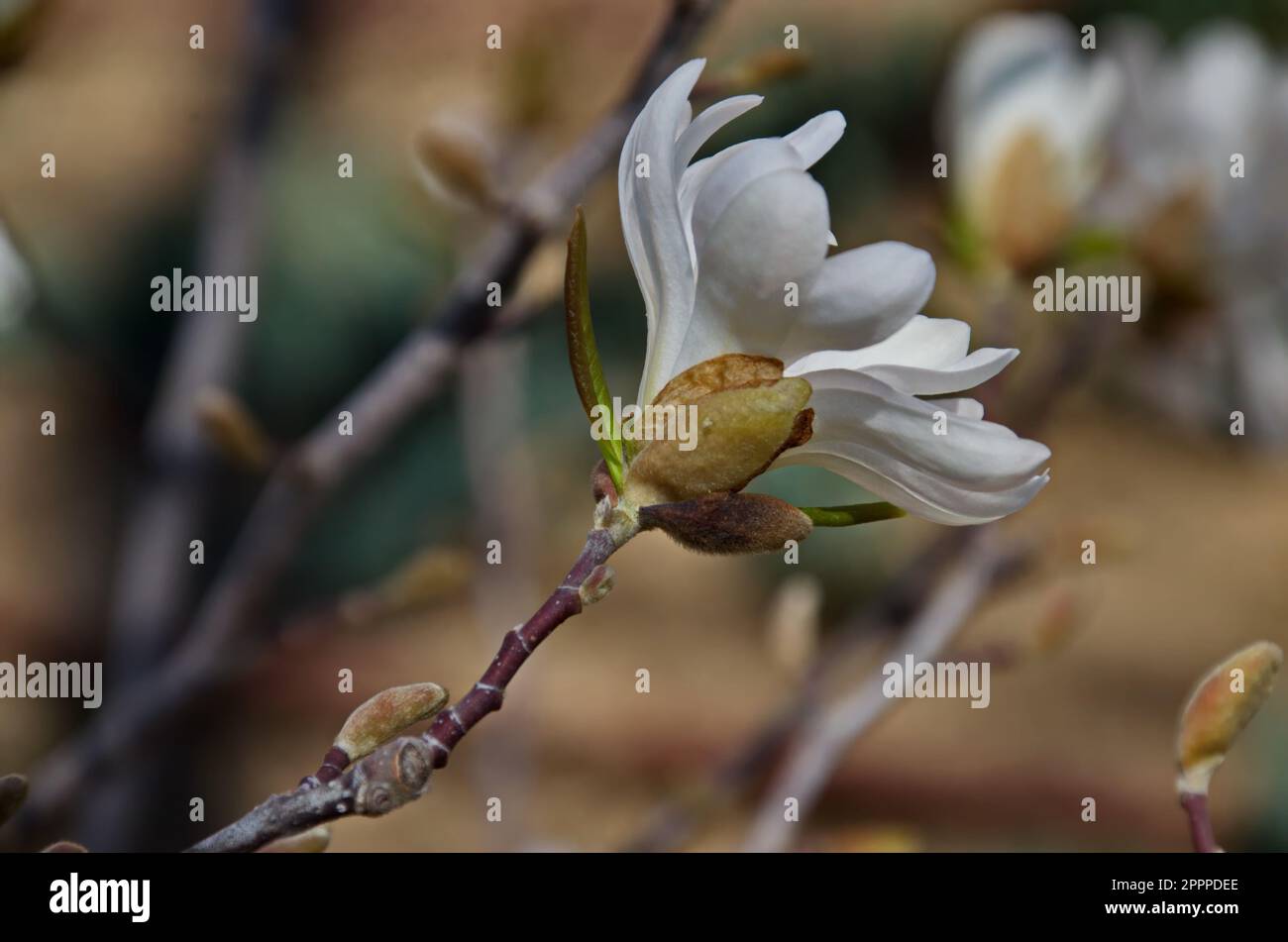 Twig with white bloom and leaves of magnolia tree at springtime in garden, Sofia, Bulgaria Stock Photo