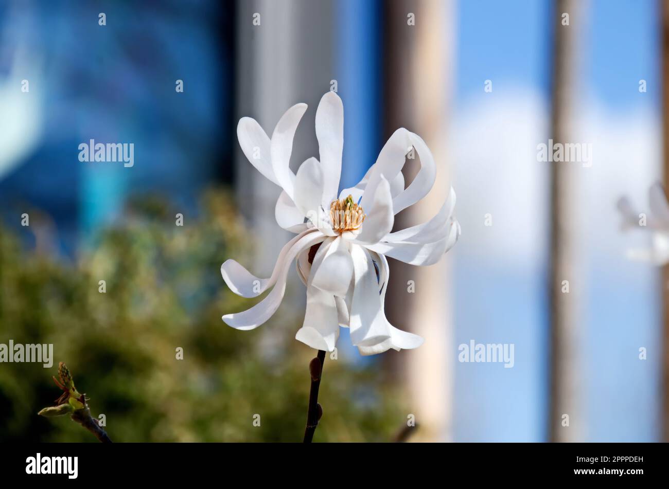 Twig with white bloom and leaves of magnolia tree at springtime in garden, Sofia, Bulgaria Stock Photo