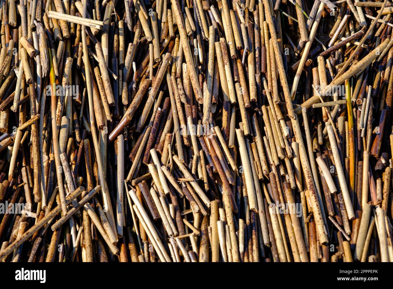 Close-up of cane plant sticks on a shore beach in spring. Script. Close-up of dry short canes. Background from natural materials. Small pieces of dry Stock Photo