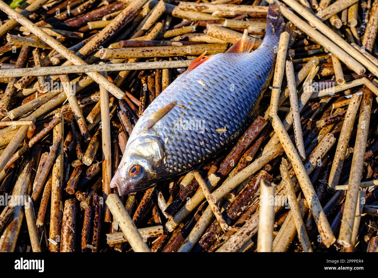 Close-up of freshly caught common roach or Rutilus heckelii on patches of reeds. Stock Photo