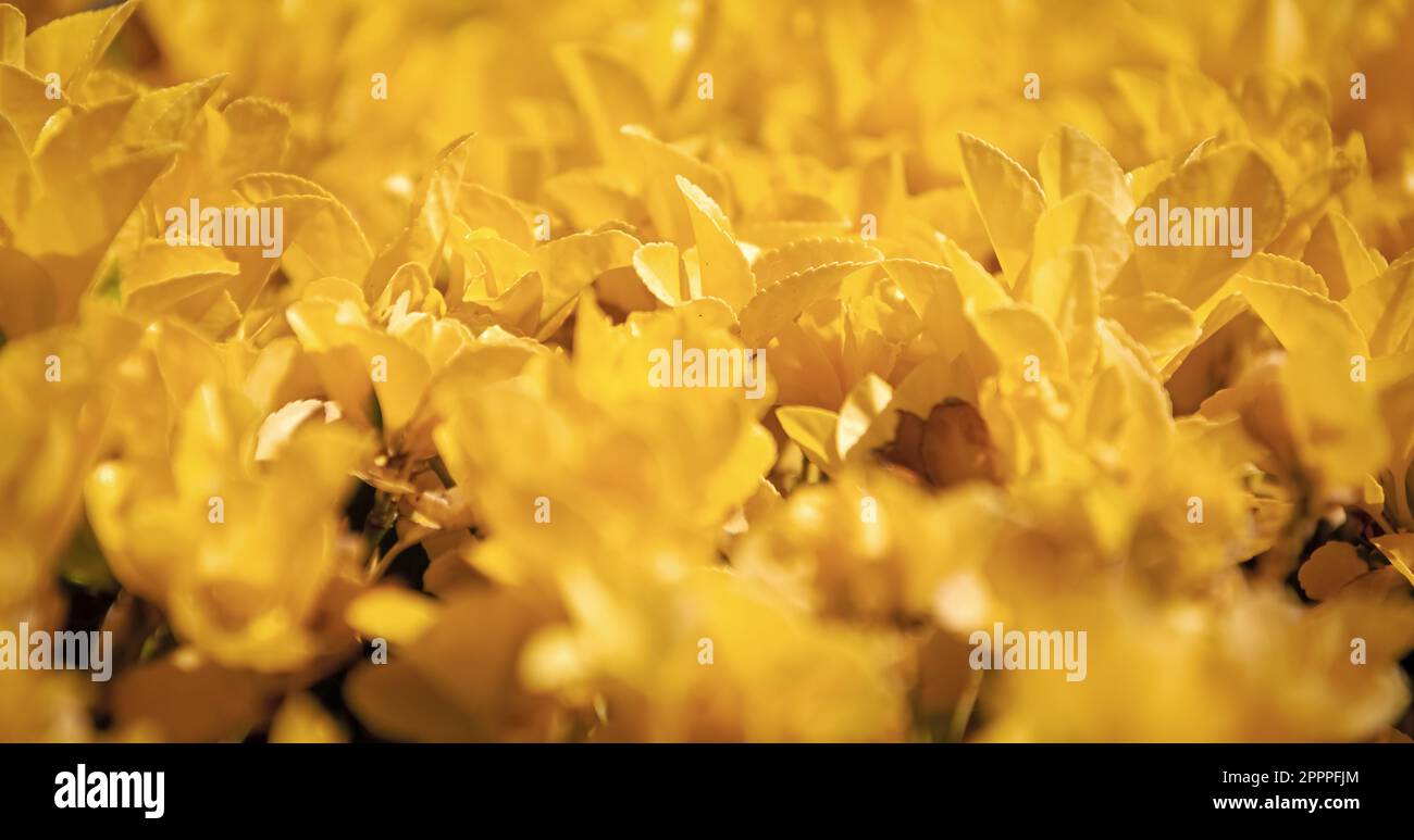 Fall Texture Yellow Yellow leaves. Fall color leaves. Bush texture leaf background. Natural ...