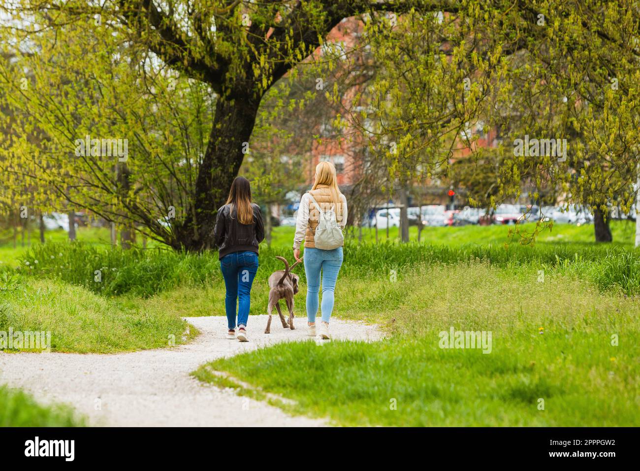 Walk the dog in the park. Two anonymous, unrecognizable friends, turned from behind, walking with the dog on a path in the middle of a public lawn. Stock Photo