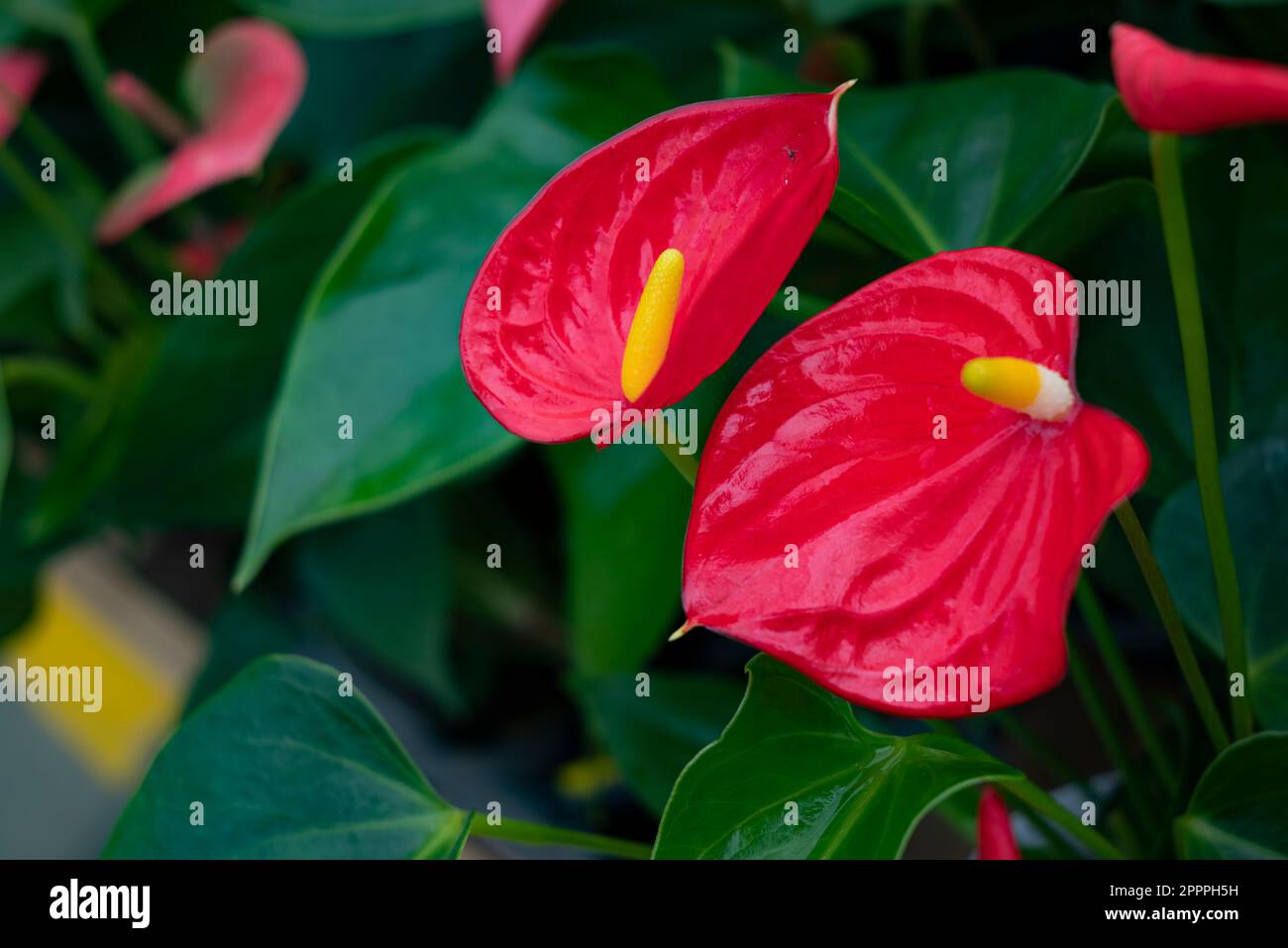 Anthurium is a genus of about 1,000 species of flowering plants, the largest genus of the arum family, Araceae. General common names include anthurium Stock Photo