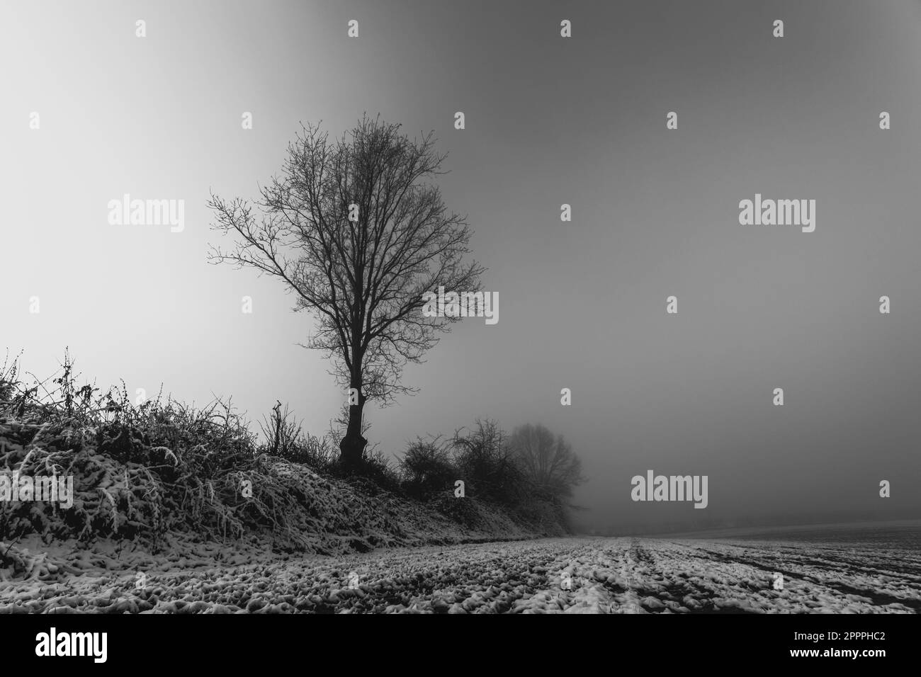 Single tree on rural Black and White Stock Photos Images Alamy