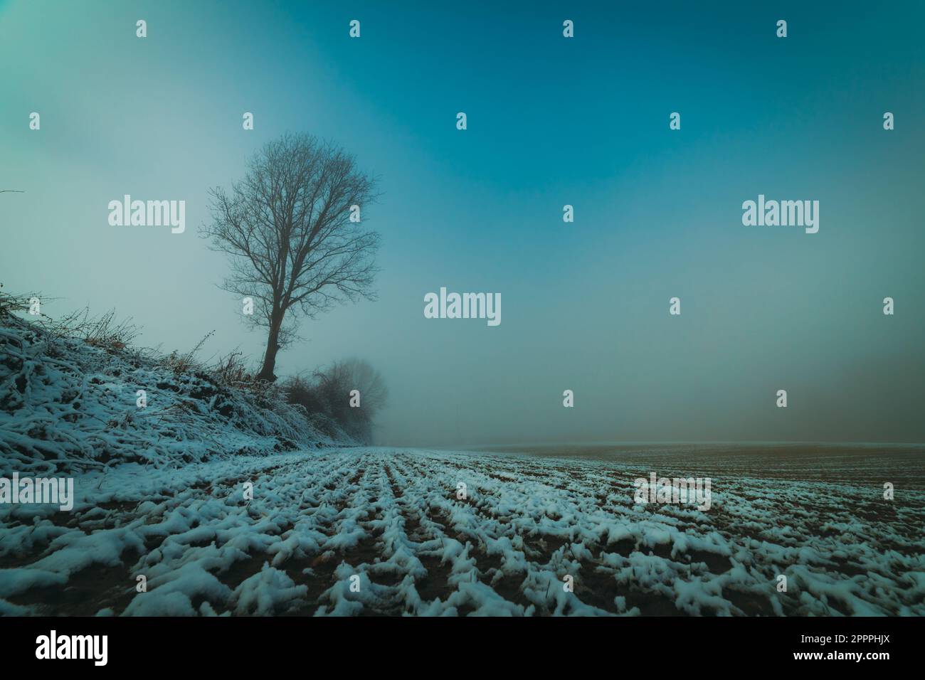 Single tree in misty fog hi-res stock photography and images - Alamy