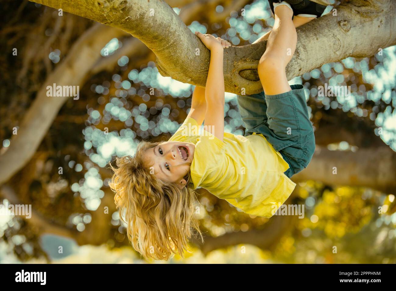 Cute little kid boy enjoying climbing on tree on summer day. Kids climbing trees, hanging upside down on a tree in a park. Children love nature on Stock Photo