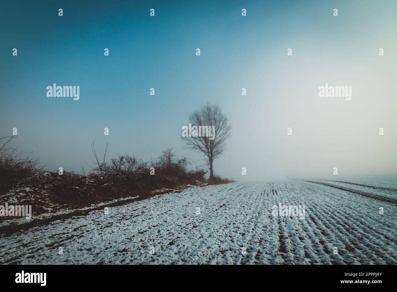 Tree trees cold field fog hi-res stock photography and images - Alamy