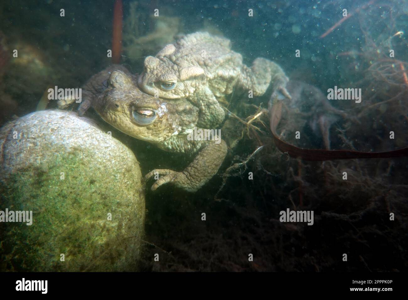 Erdkröten (Bufo bufo) bei der Paarung im Gartenteich, das kleinere