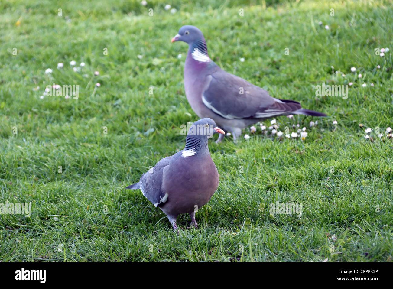 Ringeltaube (Columba palumbus) im Garten Stock Photo Alamy