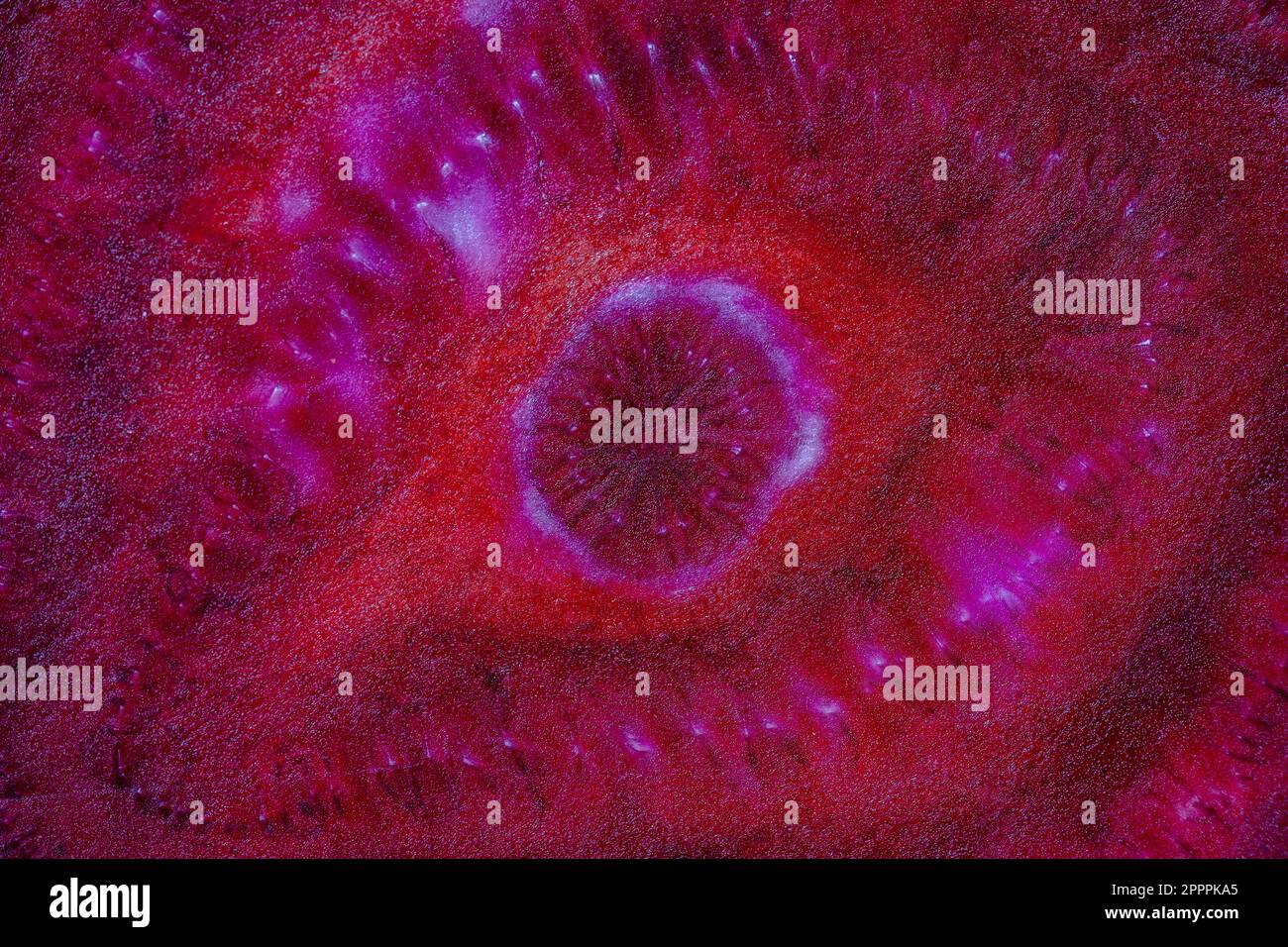 Fresh beetroot slice texture, close up. Red ripe beetroot surface background, macro. Top view Stock Photo