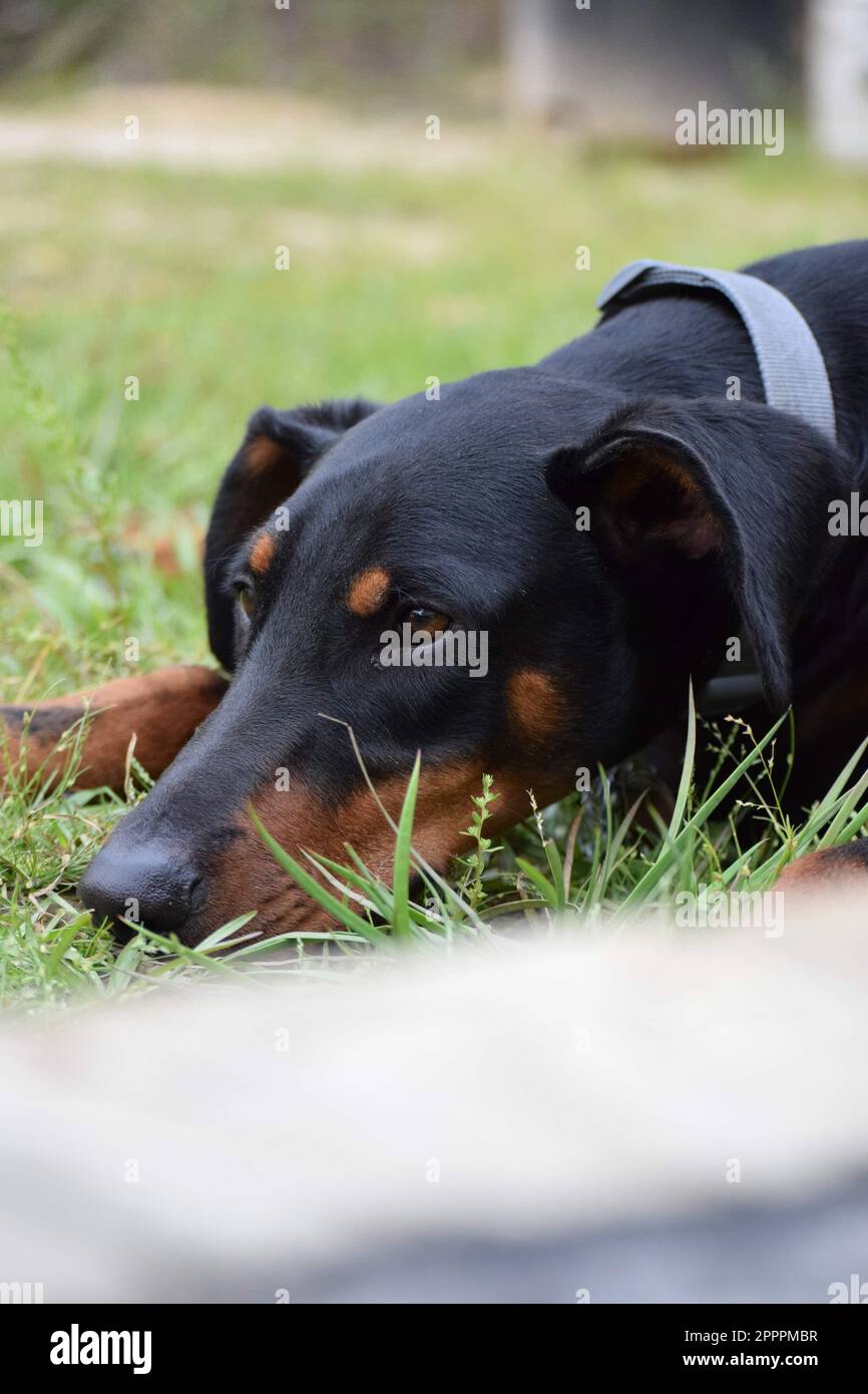 A Dobermann dog relaxed on a grassy field surrounded by lush grass and foliage Stock Photo
