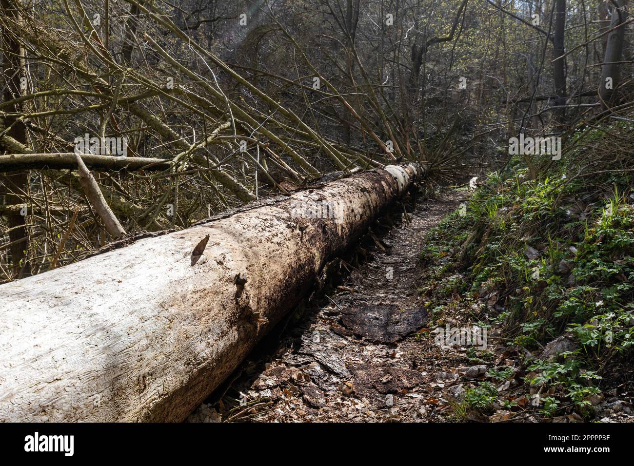 Wanderwege im wald hi-res stock photography and images - Alamy