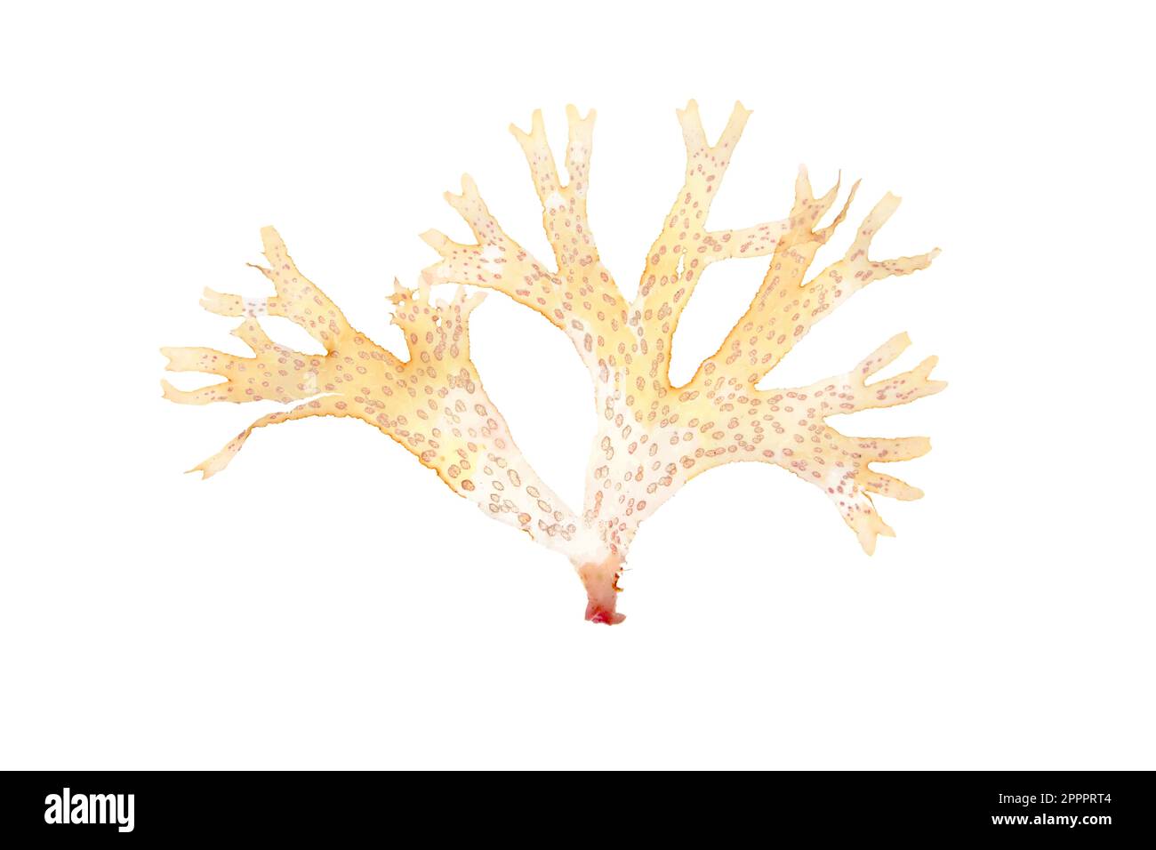 Decorative seaweed hi-res stock photography and images - Alamy