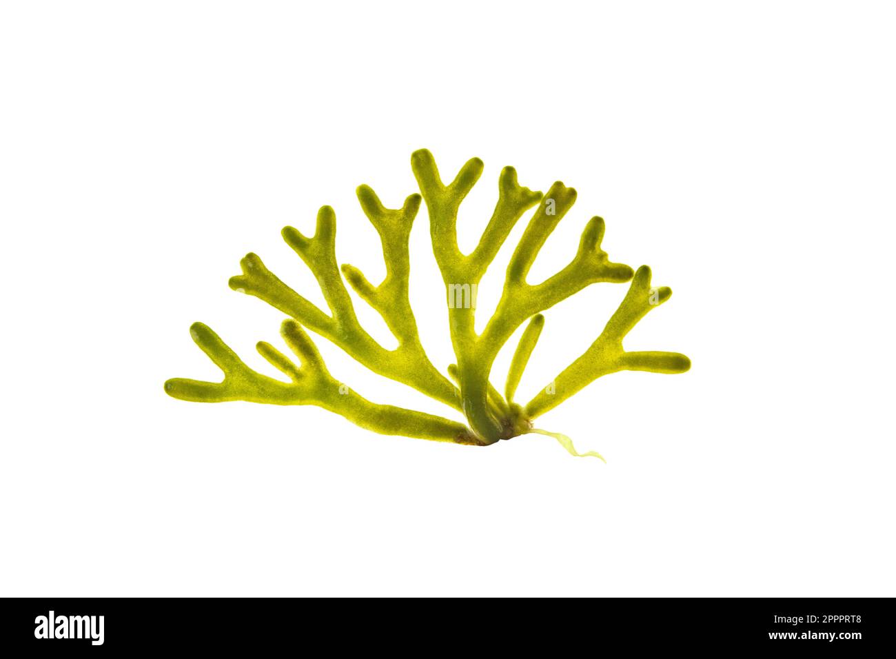Codium tomentosum or velvet horn green seaweed isolated on white. Green alga branch. Stock Photo