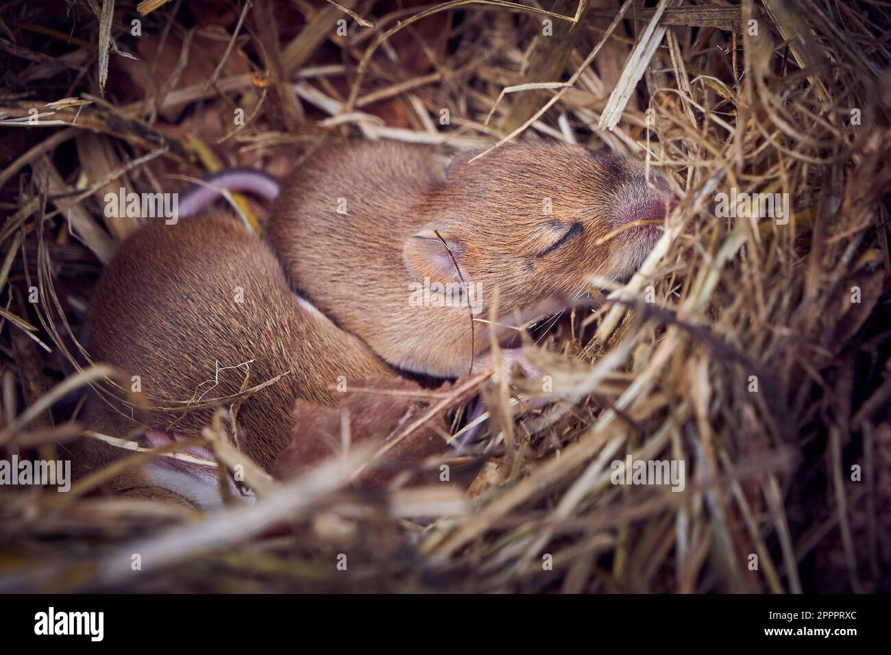 Baby mice sleeping in nest in funny position (Mus musculus Stock Photo