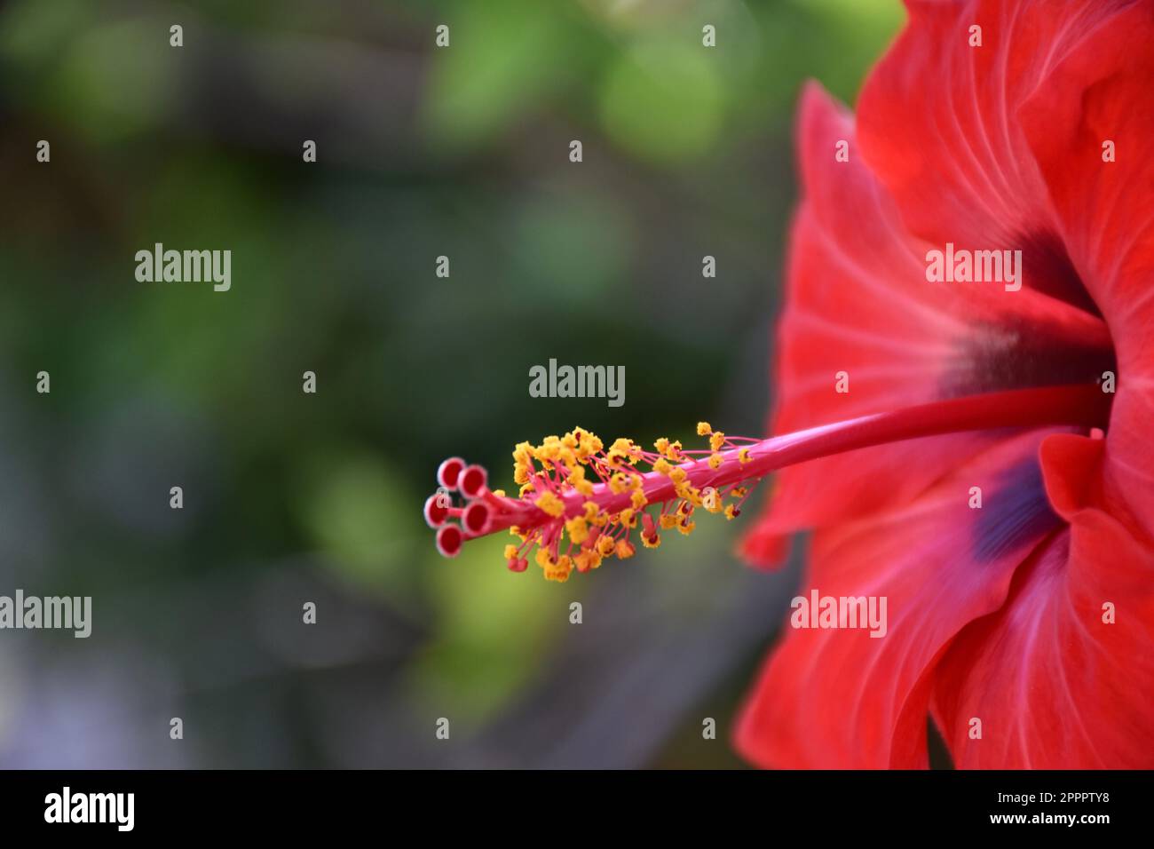 Red Spanish hibiscus. Stock Photo