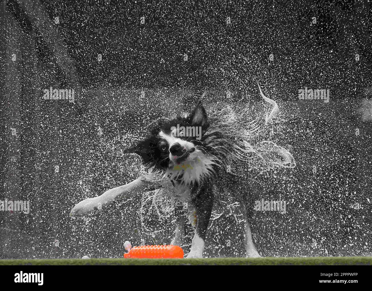 April 23, 2023, Goldston, North Carolina, USA A dog named SEVEN shakes off water from his fur