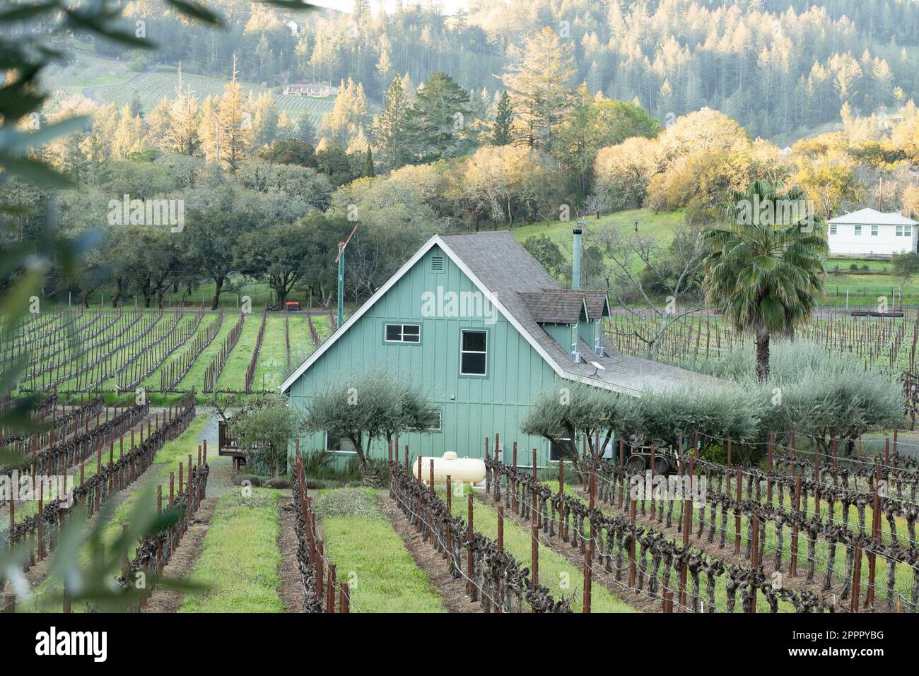 Peaceful Napa Valley California scene with vineyards in view Stock Photo