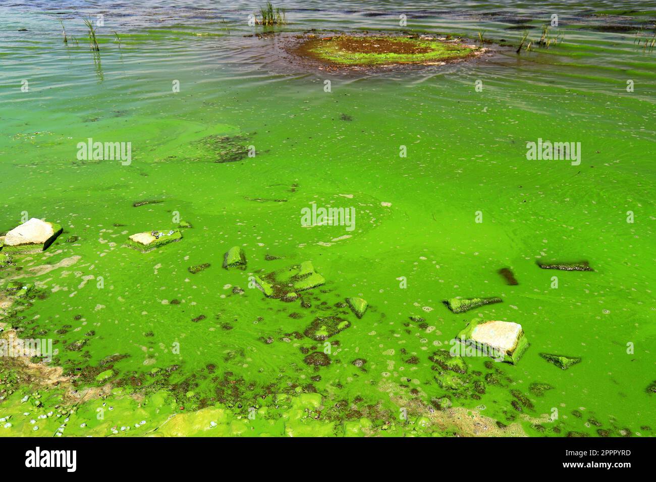 Water pollution by blooming bluegreen algae is world environmental
