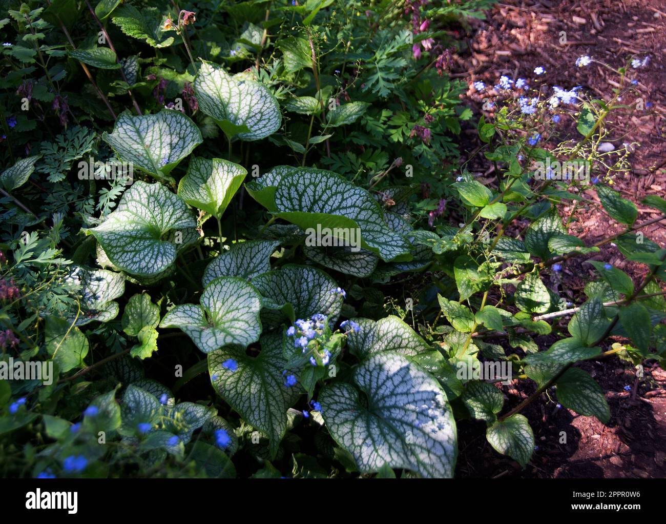 Brunnera spring hi-res stock photography and images - Alamy