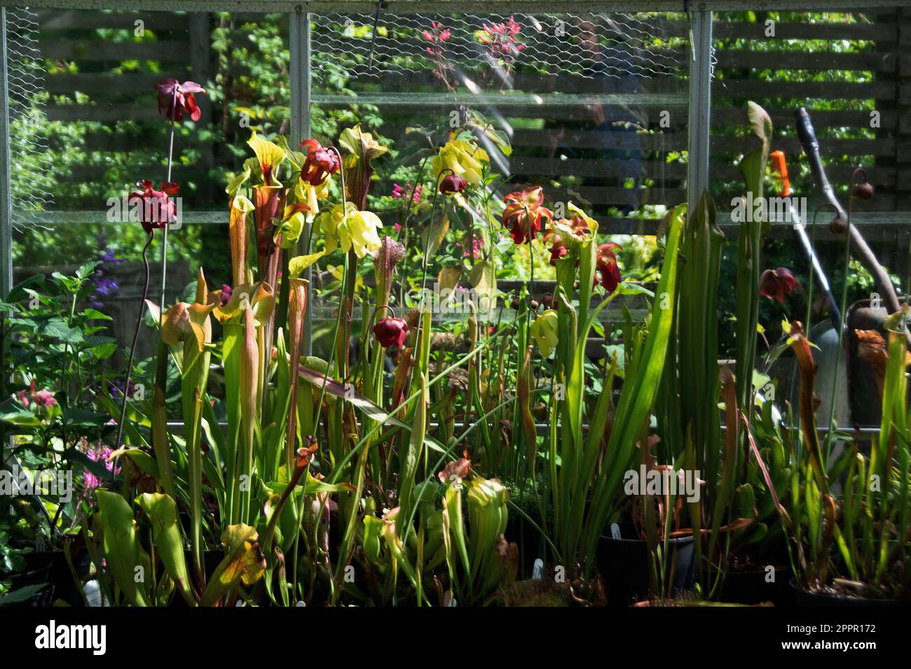 Sarracenia Smoorii, known as Trumpet Pitcher Plants Stock Photo