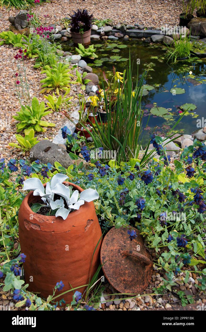 Stone-edged ornamental pond with Senecio candidans 'Angel Wings' in decorative old clay forcing pot Stock Photo
