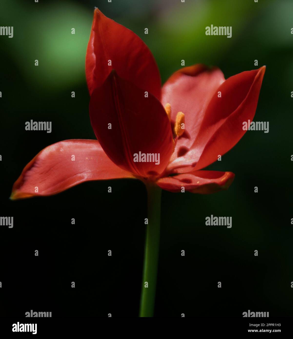 Tulipa sprengeri Stock Photo