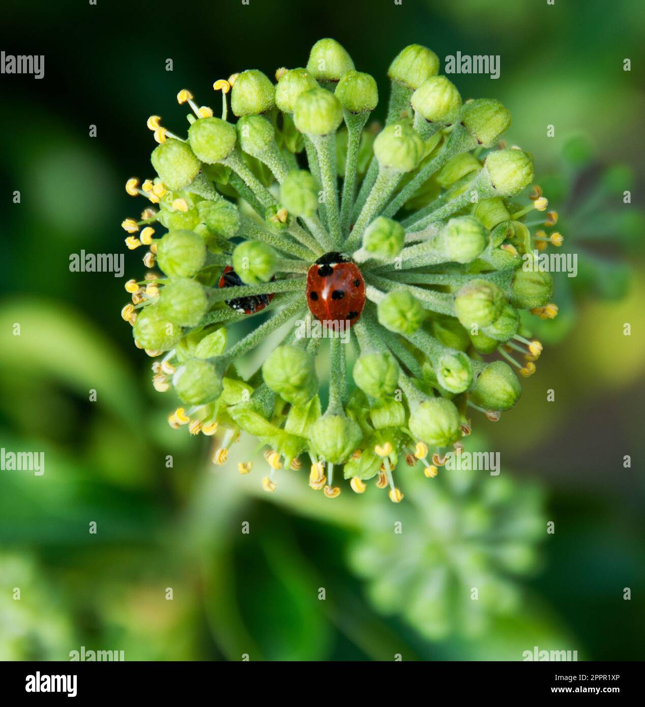 Ivy flowers and ladybird Stock Photo