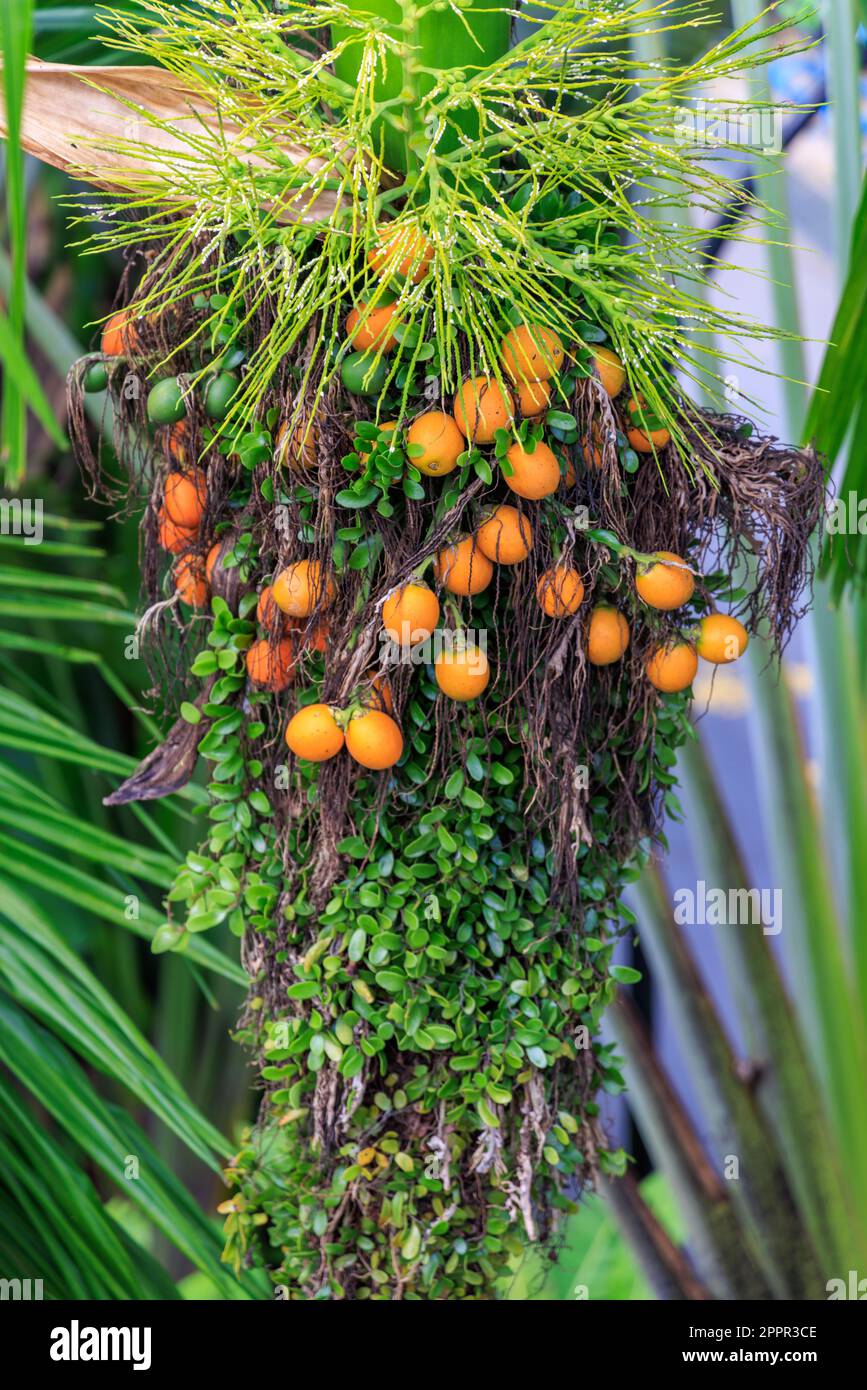 Palm tree fruit at Gardens by the Bay, Singapore Stock Photo Alamy