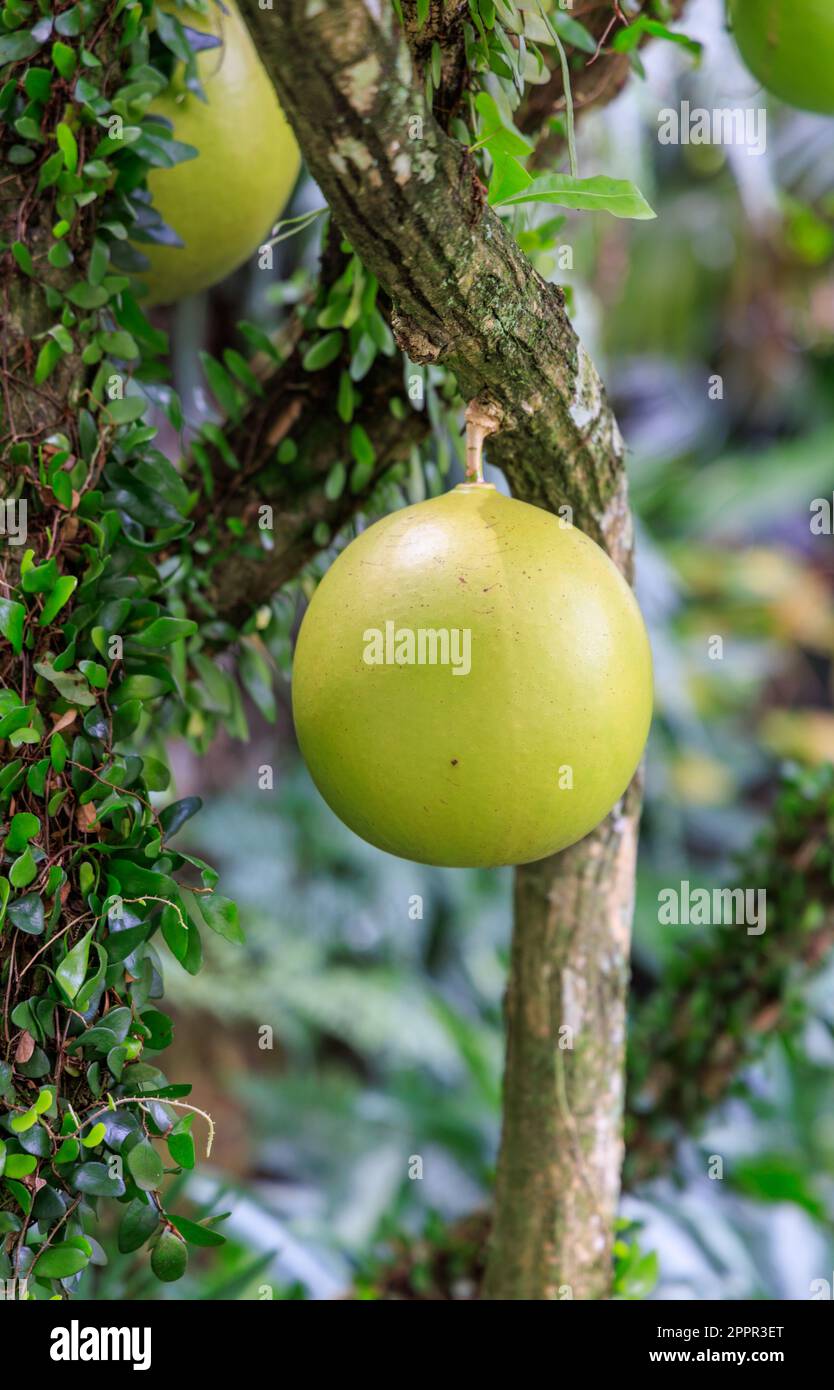 Cannonball Tree fruits at Gardens by the Bay, Singapore Stock Photo Alamy