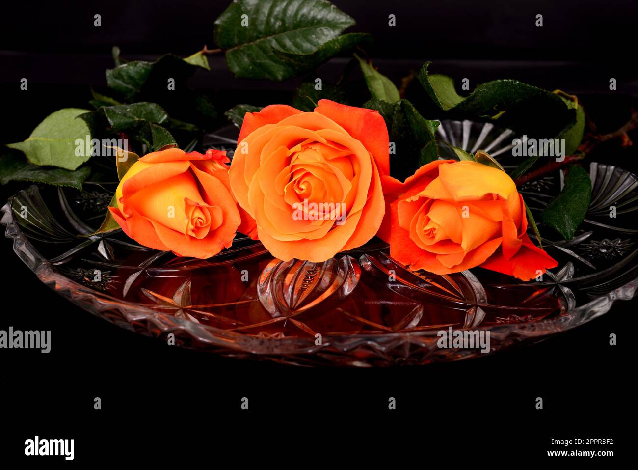 Rose Floral arrangement isolated over a black background Stock Photo ...