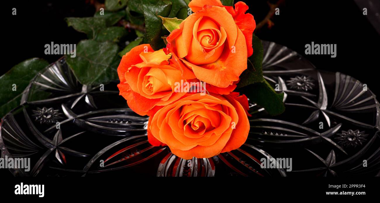 Rose Floral arrangement isolated over a black background Stock Photo ...