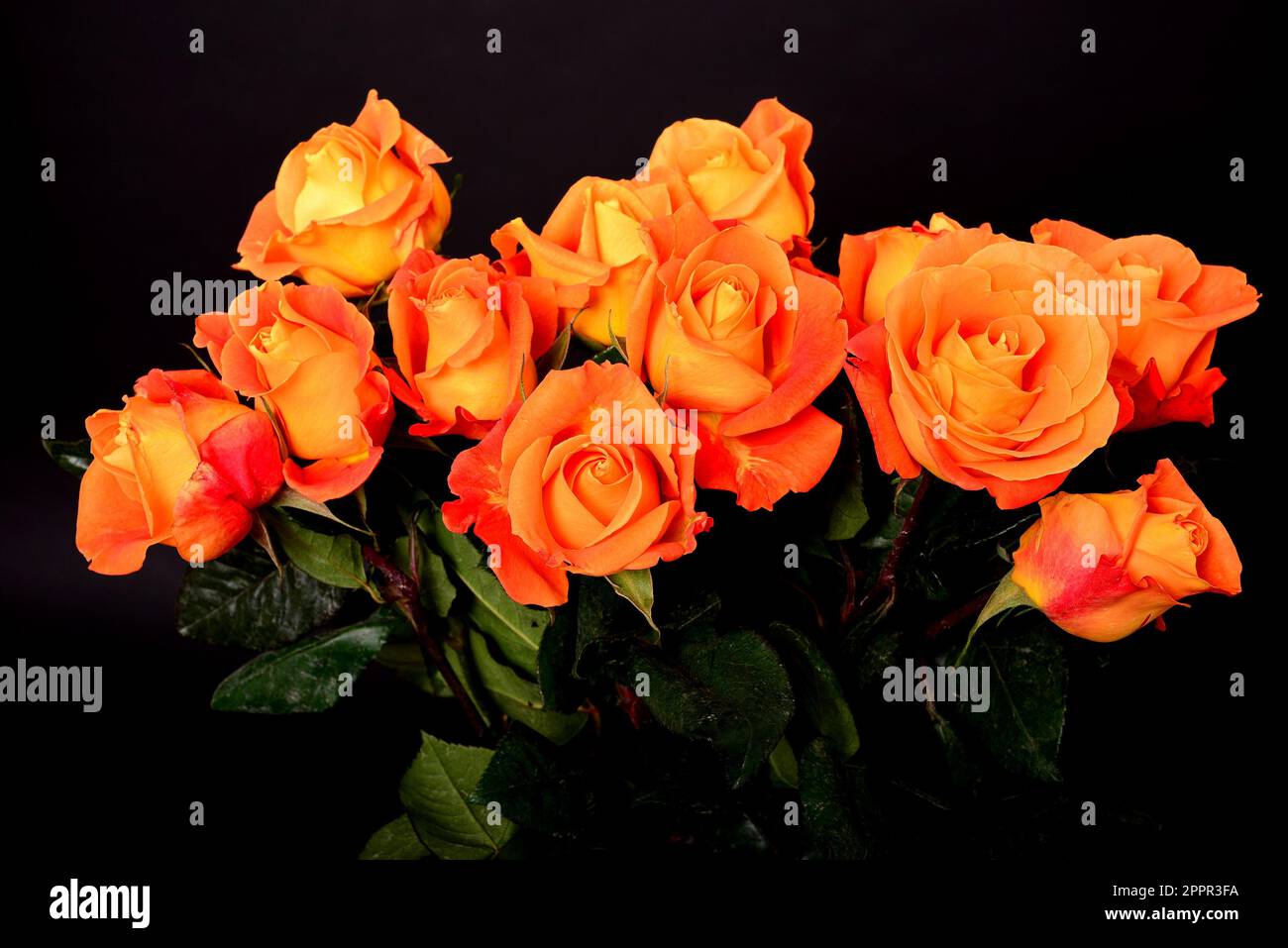 Rose Floral arrangement isolated over a black background Stock Photo ...
