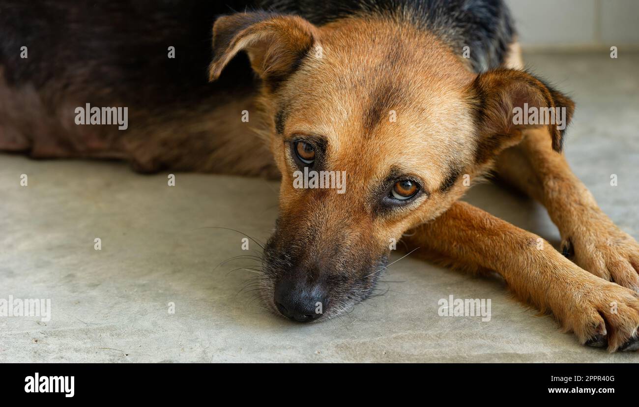 A Rescue Adoption Dog Is Looking Up With A Sad Look On Its Face Stock Photo
