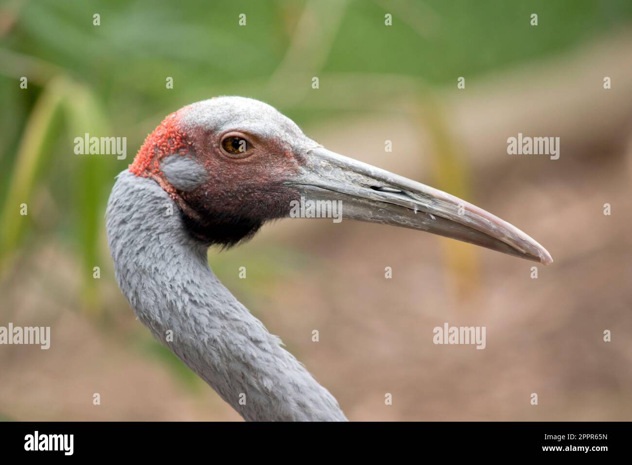 The Brolga is a pale grey colour with an obvious red to orange patch on their head with a black dewlap (piece of skin) hanging underneath their chin. Stock Photo