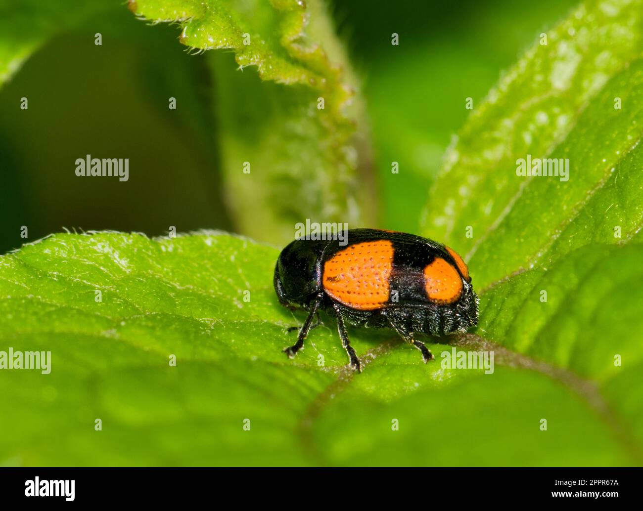 Cryptocephalus quadruplex Newman  beetle (Cryptocephalus quadruplex) on a leaf in Houston, TX. Case-bearing leaf beetle species native to the USA. Stock Photo