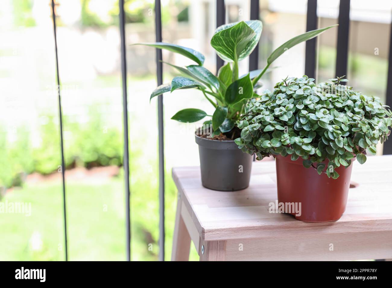 Stepladder with Callisia repens and Philodendron on balcony Stock Photo