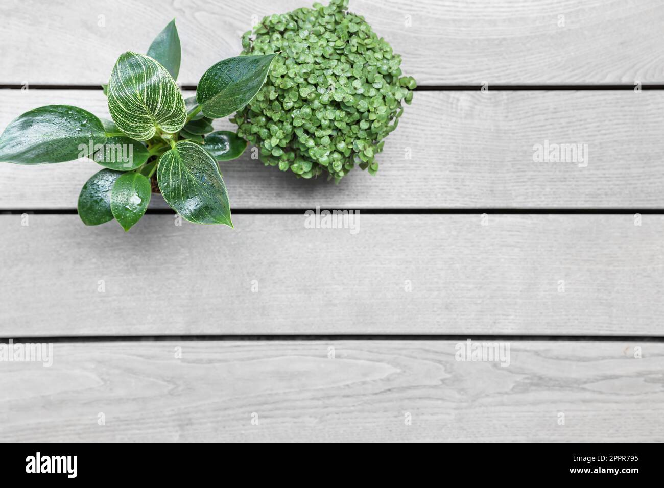 Callisia repens and Philodendron on light wooden background Stock Photo