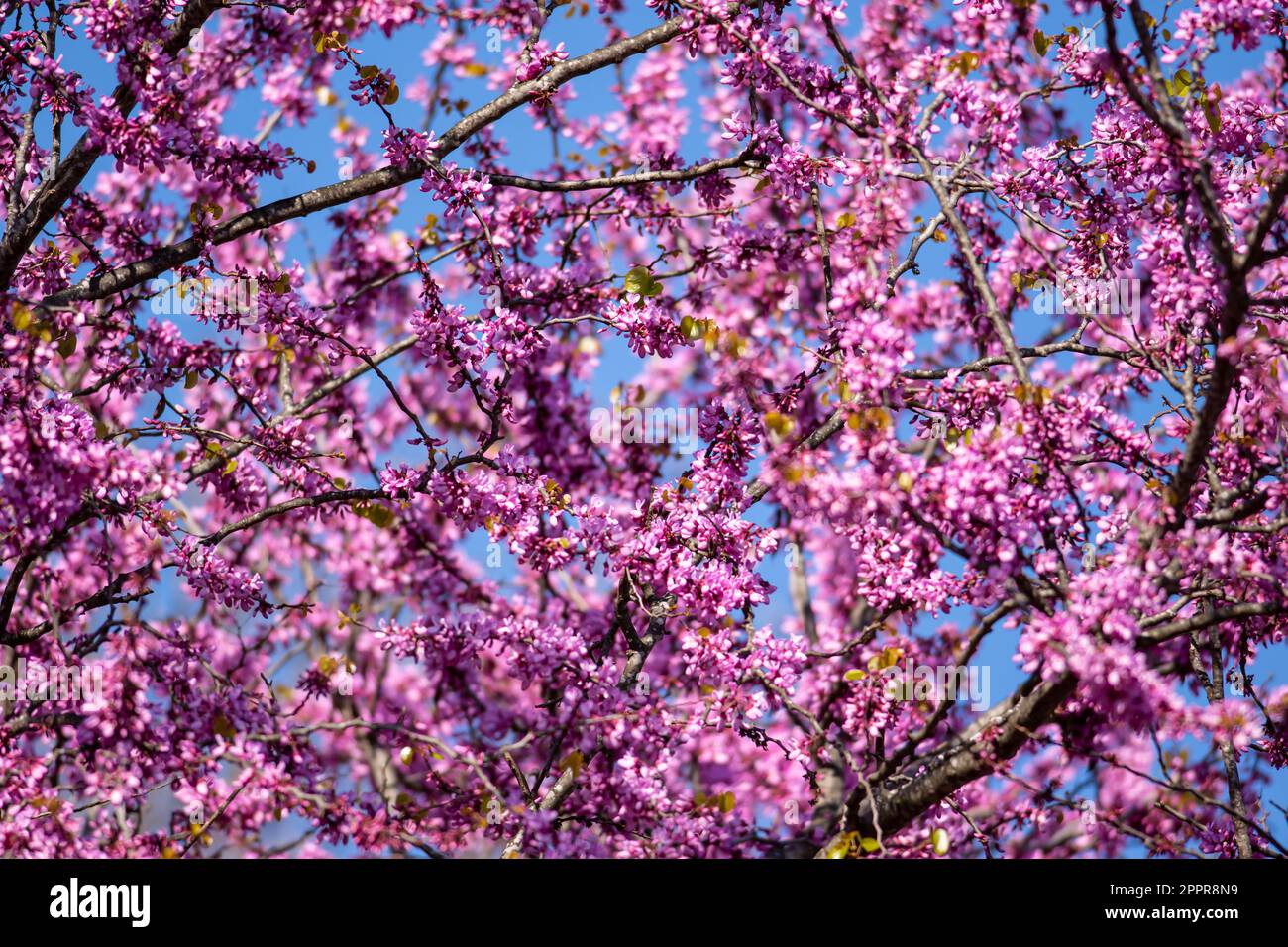 Redbud trees and beautiful pink flowers in April in Istanbul Stock Photo