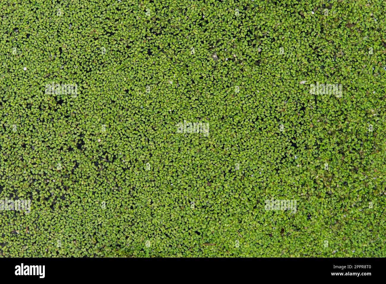 Lentejas verdes de agua, lemna, flotando en una charca, textura Stock Photo