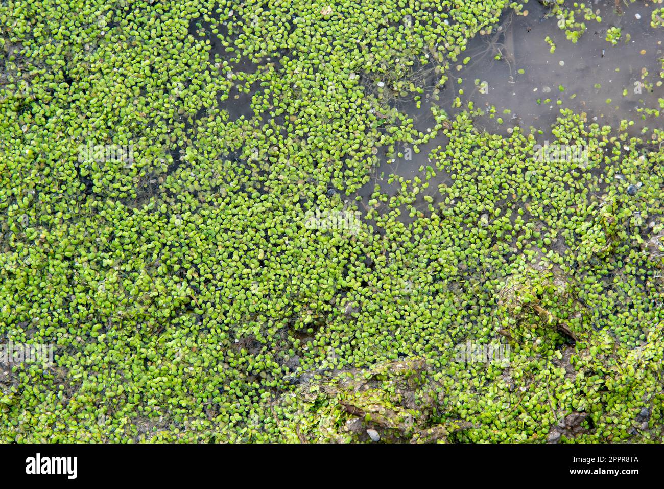Lentejas verdes de agua, lemna, flotando en una charca, textura Stock Photo