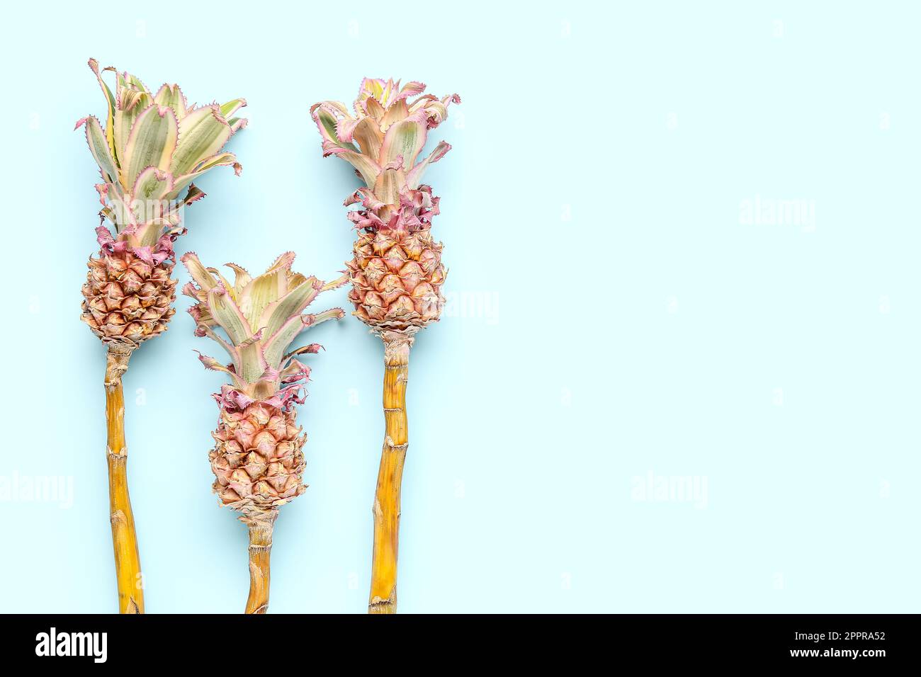 Decorative pineapples on blue background Stock Photo
