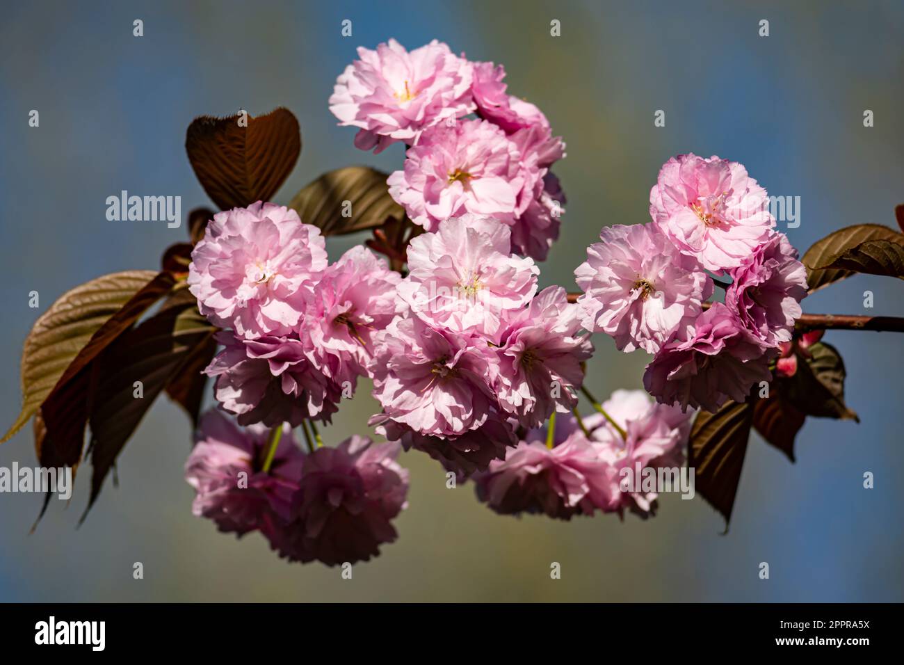 Prunus serrulata or Japanese cherry is a species of cherry tree that