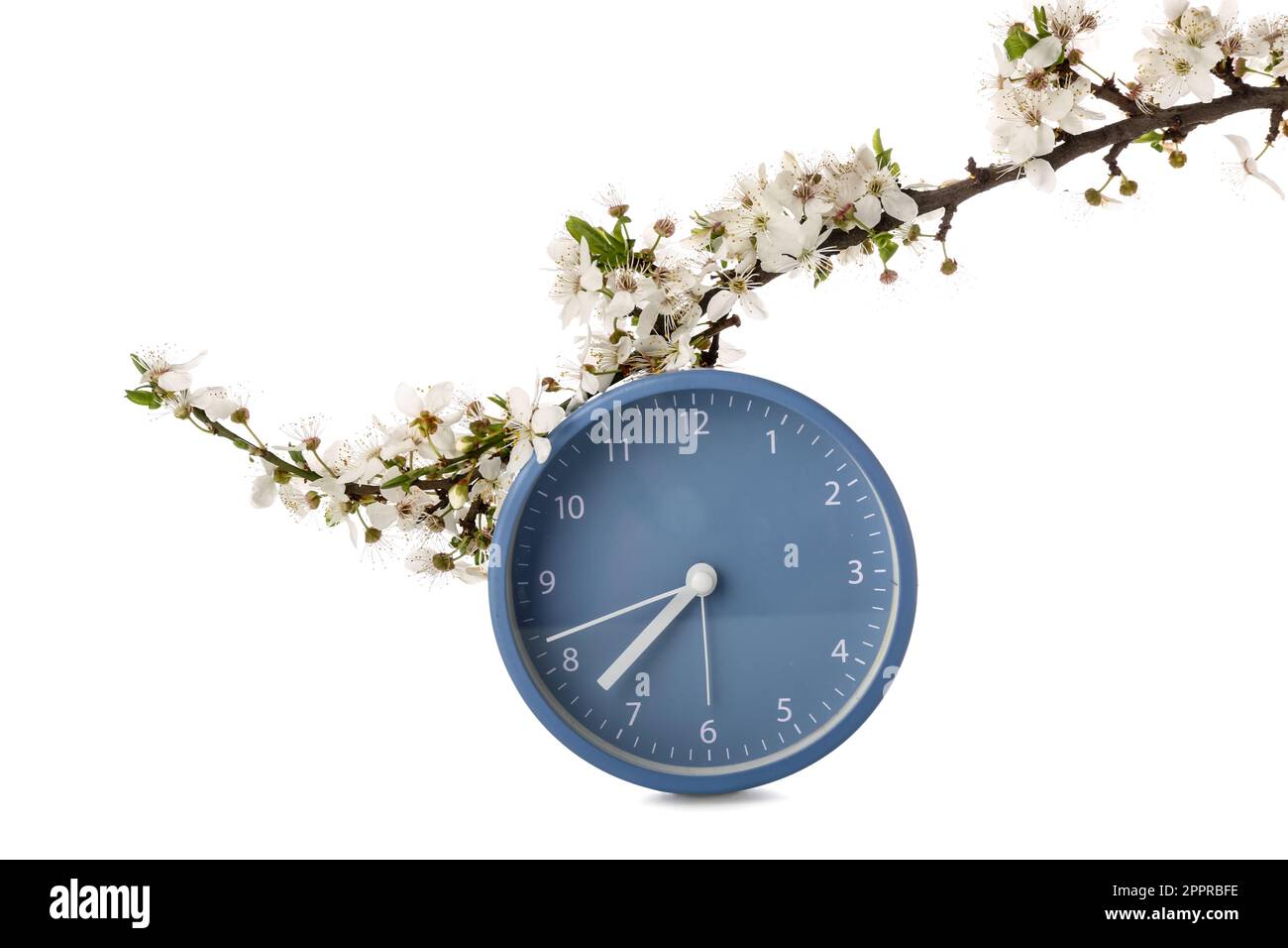 Blooming spring branches and clock on white background Stock Photo - Alamy