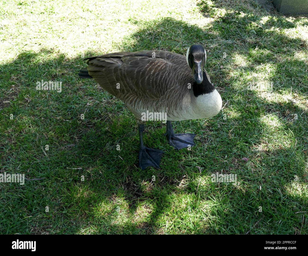 Los Angeles, California, USA 20th April 2023 Canadian Goose at ...