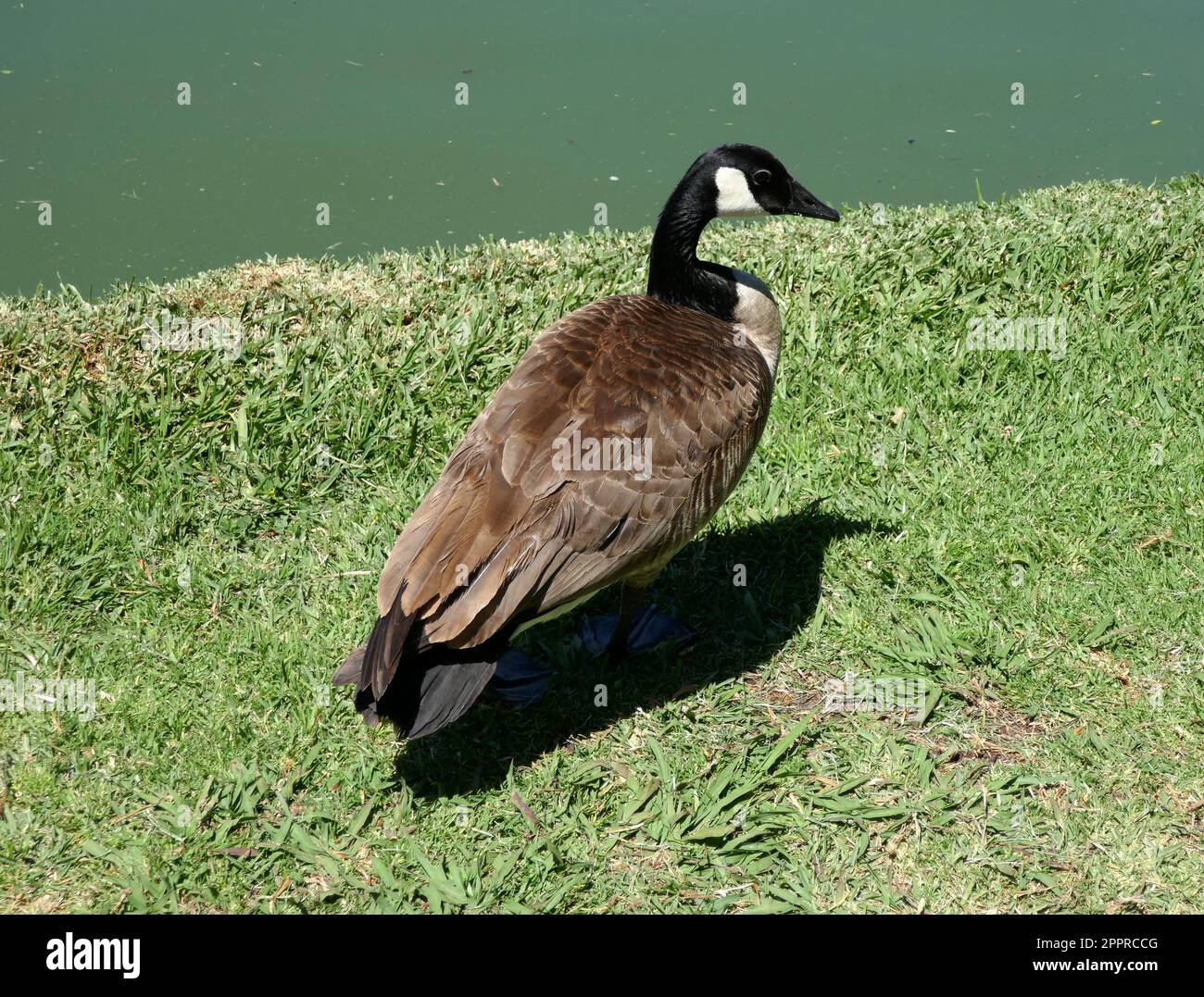 Los Angeles, California, USA 20th April 2023 Canadian Goose at ...