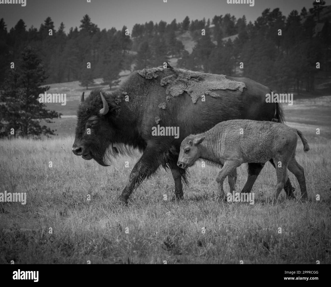 Baby bison Black and White Stock Photos & Images - Alamy